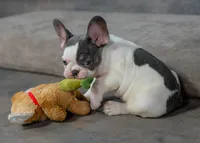 Gizmo, a male French Bulldog for sale in Sulphur Springs, AR – 3 of 4
