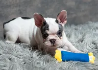 Hammy, a female French Bulldog for sale in Sulphur Springs, AR – 3 of 7