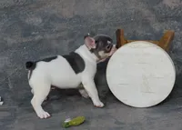 Cassian, a male French Bulldog for sale in Sulphur Springs, AR – 2 of 5