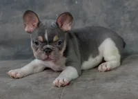 Luey, a male French Bulldog for sale in Sulphur Springs, AR – 3 of 6