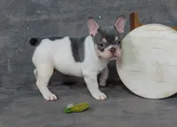 Cassian, a male French Bulldog for sale in Sulphur Springs, AR – 4 of 5
