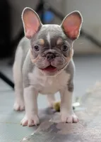 Luey, a male French Bulldog for sale in Sulphur Springs, AR – 4 of 6