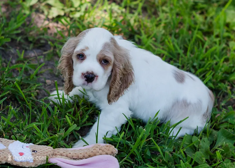 Daisy – Cocker Spaniel puppy for sale in Sulphur Springs, AR