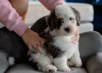 Finn 7.8 lbs, a male Miniature Bernedoodle for sale in Sulphur Springs, AR – 1 of 5