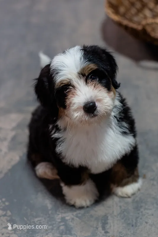 Skipper 5.5 lbs – Miniature Bernedoodle puppy for sale in Sulphur Springs, AR