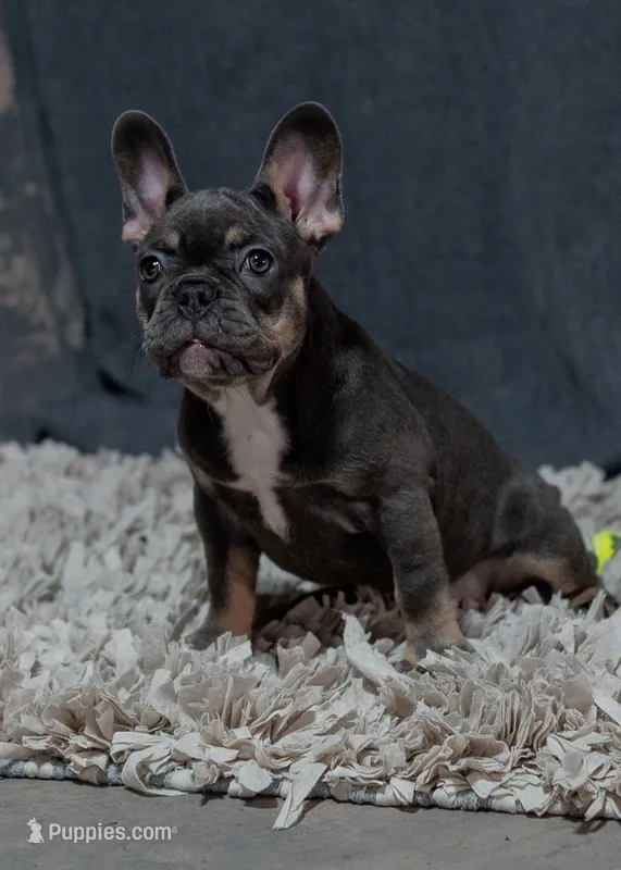 Little Louise – French Bulldog puppy for sale in Sulphur Springs, AR
