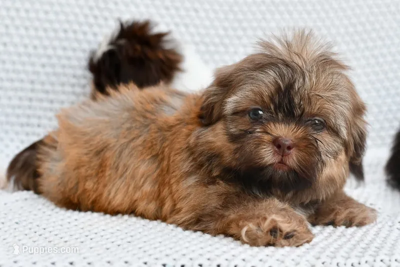 Ava – Shih Tzu puppy for sale in Sulphur Springs, AR