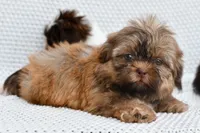 Ava, a female Shih Tzu for sale in Sulphur Springs, AR – 1 of 2