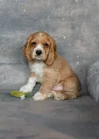 Tucker, a male Cocker Spaniel for sale in Sulphur Springs, AR – 2 of 2