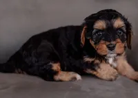 Winnie, a female Cavapoo for sale in Sulphur Springs, AR – Photo 7 of 7