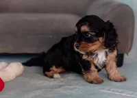 Winnie, a female Cavapoo for sale in Sulphur Springs, AR – Photo 6 of 7