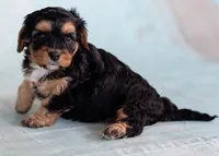 Winnie, a female Cavapoo for sale in Sulphur Springs, AR – Photo 4 of 7