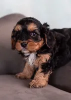 Winnie, a female Cavapoo for sale in Sulphur Springs, AR – Photo 2 of 7