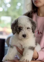Finn 7.8 lbs, a male Miniature Bernedoodle for sale in Sulphur Springs, AR – 2 of 5