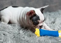Hammy, a female French Bulldog for sale in Sulphur Springs, AR – 5 of 7