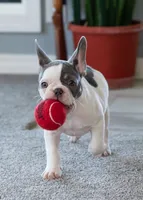 Gizmo 9 lbs, a male French Bulldog for sale in Sulphur Springs, AR – 4 of 4