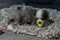 Violet, a female Miniature Bernedoodle for sale in Sulphur Springs, AR – 10 of 10