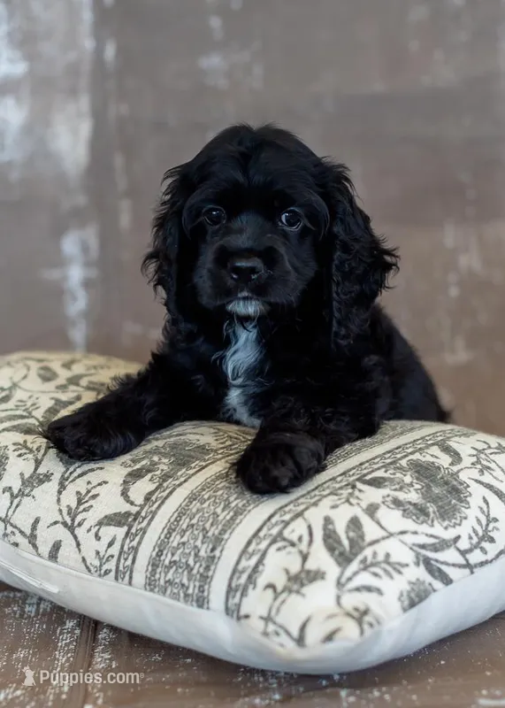 Lilly/Pet only – Cocker Spaniel puppy for sale in Sulphur Springs, AR