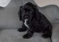 Lilly/Pet only, a female Cocker Spaniel for sale in Sulphur Springs, AR – Photo 1 of 3