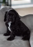 Lilly/Pet only, a female Cocker Spaniel for sale in Sulphur Springs, AR – Photo 3 of 3