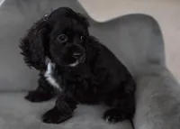 Lilly/Pet only, a female Cocker Spaniel for sale in Sulphur Springs, AR – Photo 2 of 3