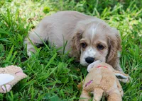 Simba, a male Cocker Spaniel for sale in Sulphur Springs, AR – 2 of 4