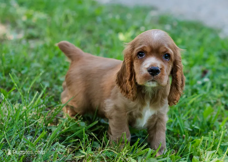 Copper – Cocker Spaniel puppy for sale in Sulphur Springs, AR