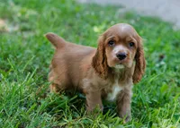 Copper, a male Cocker Spaniel for sale in Sulphur Springs, AR – 1 of 4