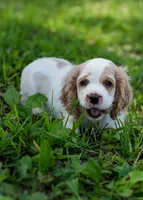 Daisy, a female Cocker Spaniel for sale in Sulphur Springs, AR – 3 of 3