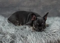 Little Louise, a female French Bulldog for sale in Sulphur Springs, AR – 2 of 3