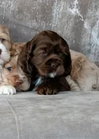 Buddy, a male Cocker Spaniel for sale in Sulphur Springs, AR – Photo 2 of 2