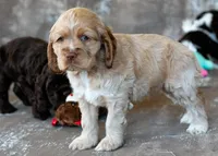 Daisy, a male Cocker Spaniel for sale in Sulphur Springs, AR – Photo 4 of 4