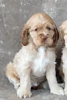 Daisy, a male Cocker Spaniel for sale in Sulphur Springs, AR – Photo 2 of 4