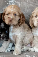 Daisy, a male Cocker Spaniel for sale in Sulphur Springs, AR – Photo 3 of 4