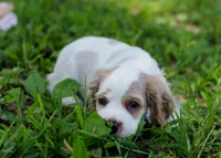 Daisy, a female Cocker Spaniel for sale in Sulphur Springs, AR – 2 of 3