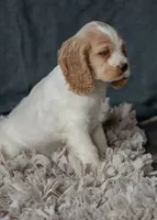 Lady, a female Cocker Spaniel for sale in Sulphur Springs, AR – 2 of 2