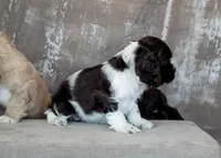 Bella, a male Cocker Spaniel for sale in Sulphur Springs, AR – Photo 2 of 3