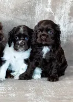 Bella, a male Cocker Spaniel for sale in Sulphur Springs, AR – Photo 3 of 3