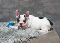 Hammy, a female French Bulldog for sale in Sulphur Springs, AR – 4 of 7