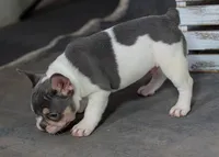 Cassian, a male French Bulldog for sale in Sulphur Springs, AR – 5 of 5