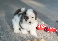 Finn 7.8 lbs, a male Miniature Bernedoodle for sale in Sulphur Springs, AR – 5 of 5