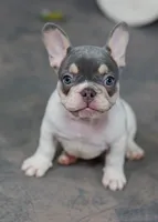 Cassian, a male French Bulldog for sale in Sulphur Springs, AR – 3 of 5