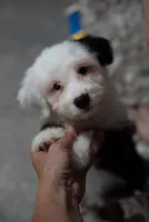 Polly 5.7lbs, a female Miniature Bernedoodle for sale in Sulphur Springs, AR – 3 of 3