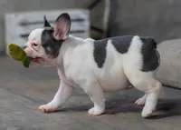 Dotty, a female French Bulldog for sale in Sulphur Springs, AR – 6 of 6