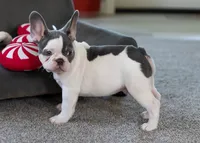 Gizmo 9 lbs, a male French Bulldog for sale in Sulphur Springs, AR – 3 of 4