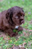 Brownie, a male Cocker Spaniel for sale in Sulphur Springs, AR – Photo 3 of 3