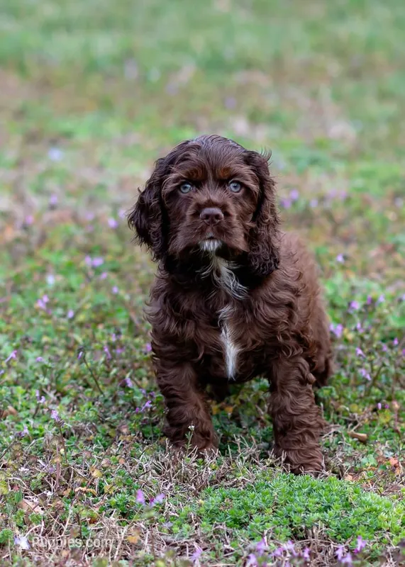 Brownie, a male Cocker Spaniel for sale in Sulphur Springs, AR – Photo 1 of 3