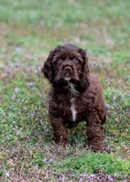Brownie, a male Cocker Spaniel for sale in Sulphur Springs, AR – Photo 1 of 3