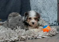Violet, a female Miniature Bernedoodle for sale in Sulphur Springs, AR – 4 of 10