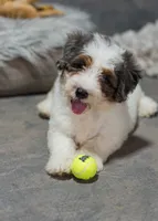 Teddy 6lbs, a male Miniature Bernedoodle for sale in Sulphur Springs, AR – 1 of 4